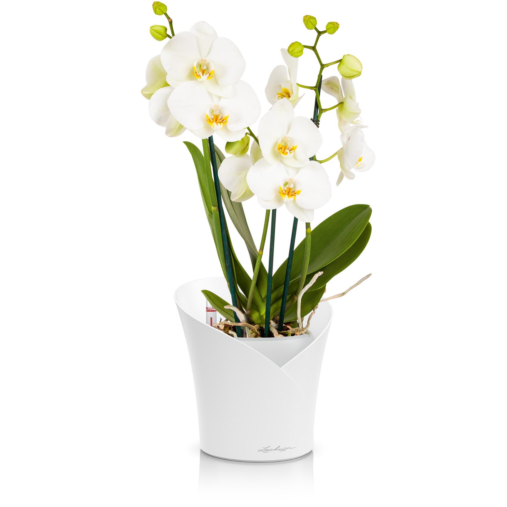 Lechuza Orchidea White Matte
