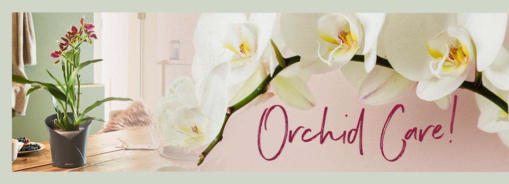 VERZORGEN VAN ORCHIDEEËN Tips en trucs