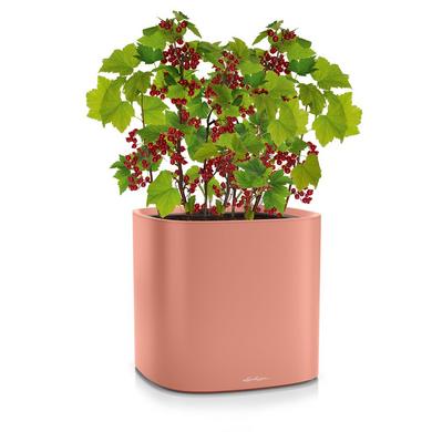 PILA Color Planter coral red