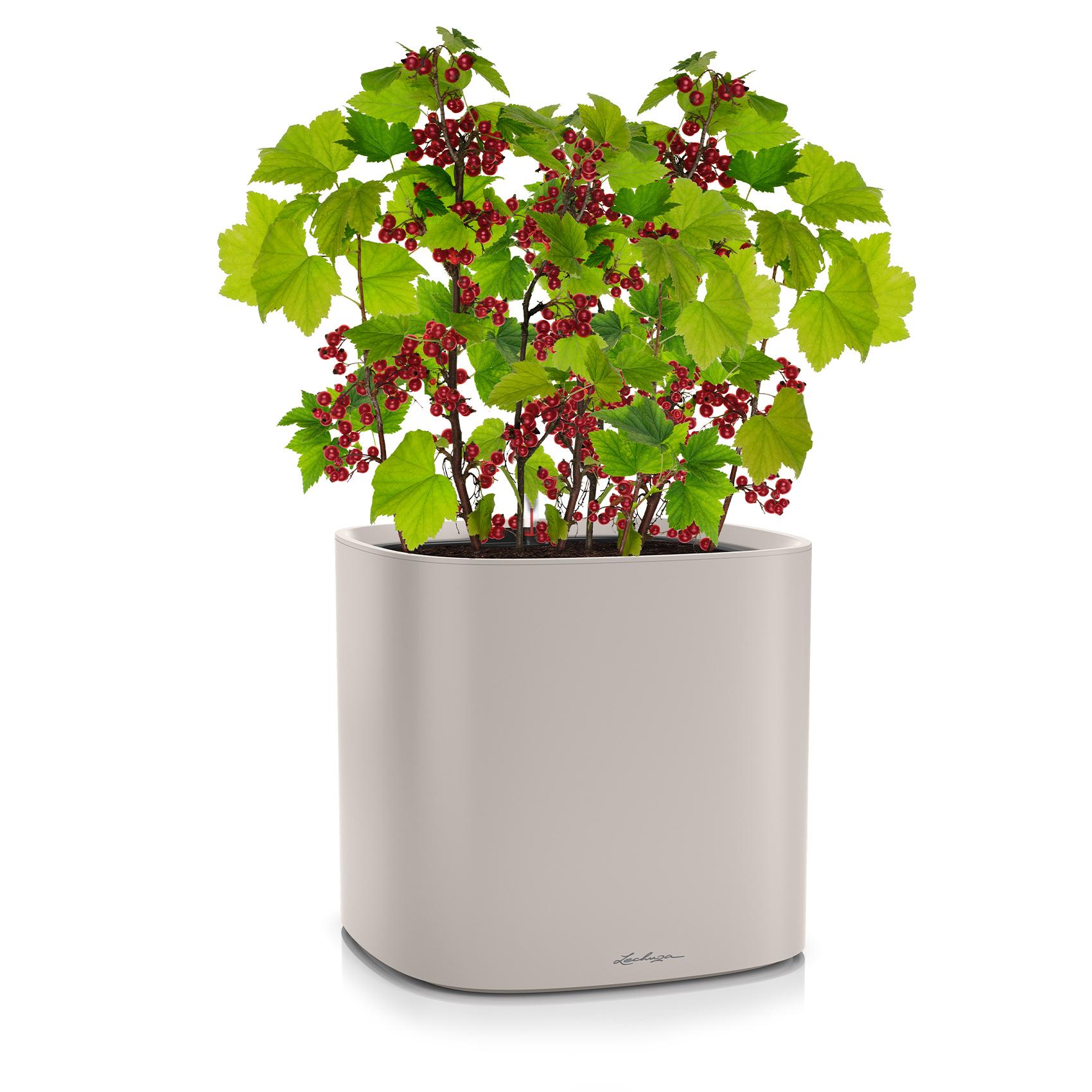 PILA Color Planter sand brown