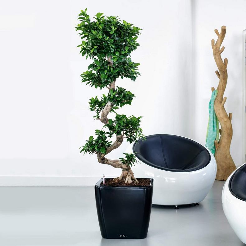 le_quadro-ls43_product_addi_02