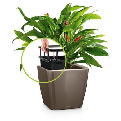 QUADRO LS 21 shiny taupe