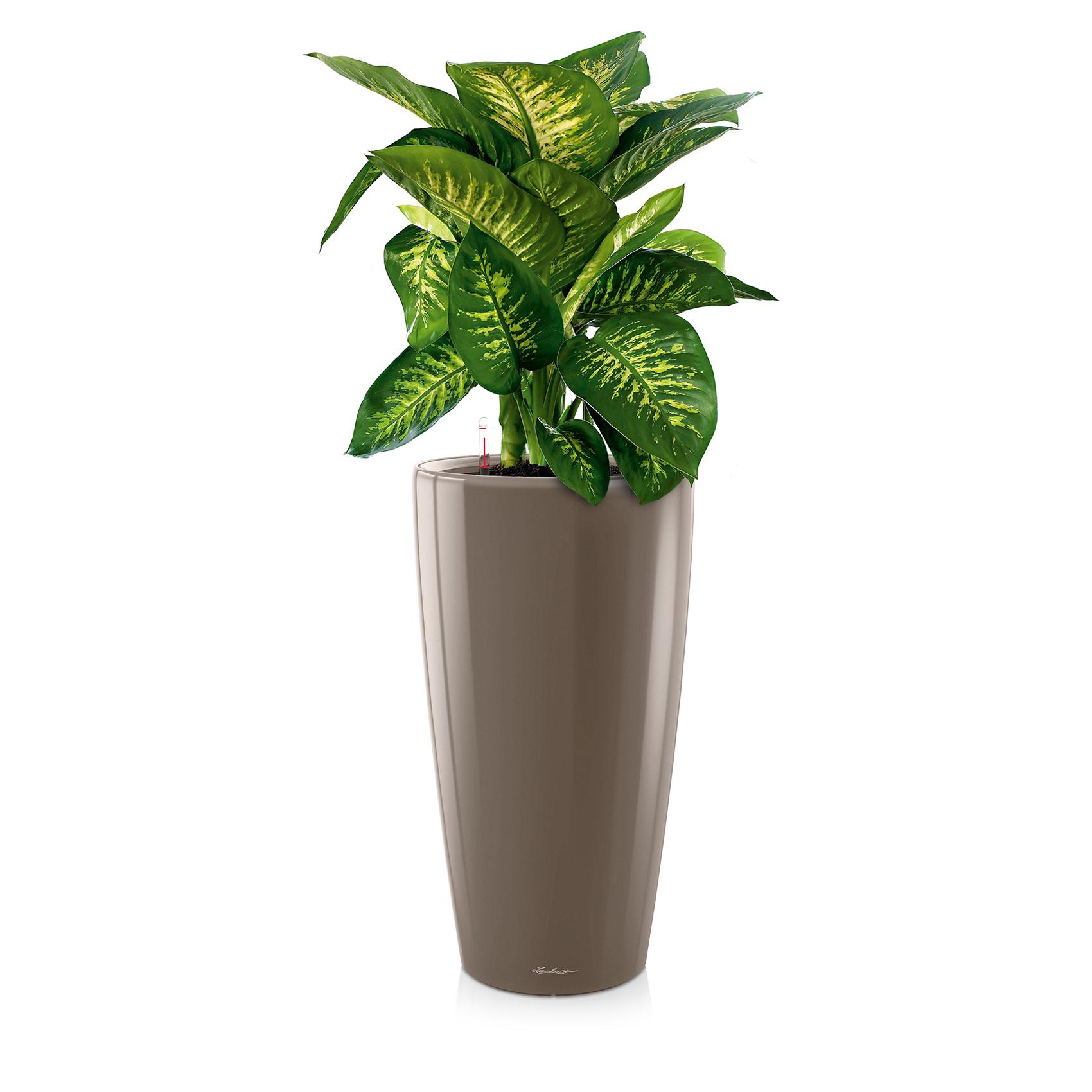 RONDO 32 taupe brillant