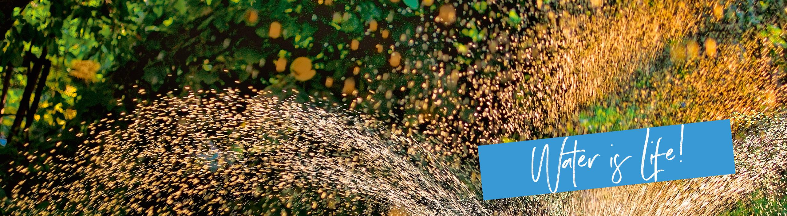 'The LECHUZA sub-irrigation system: Less watering