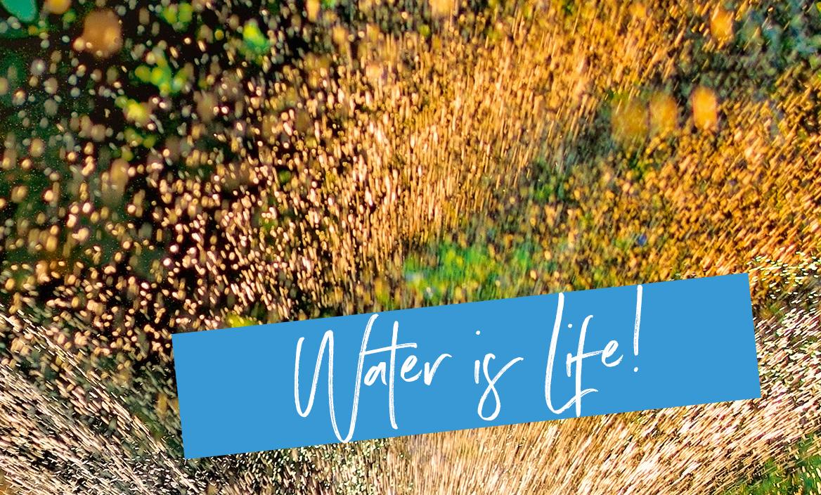 'The LECHUZA sub-irrigation system: Less watering