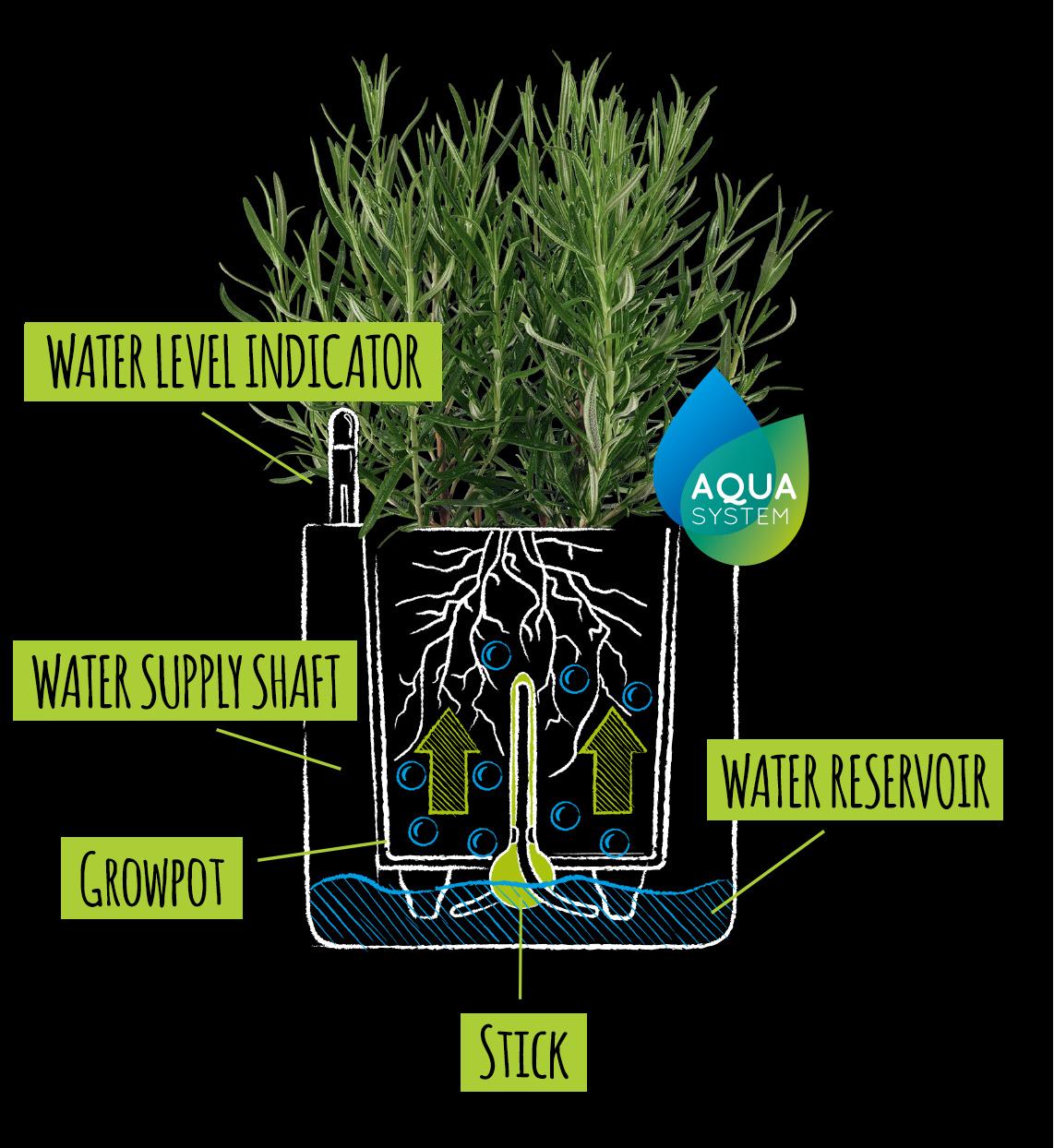 Drawing with explanation of the wick watering system