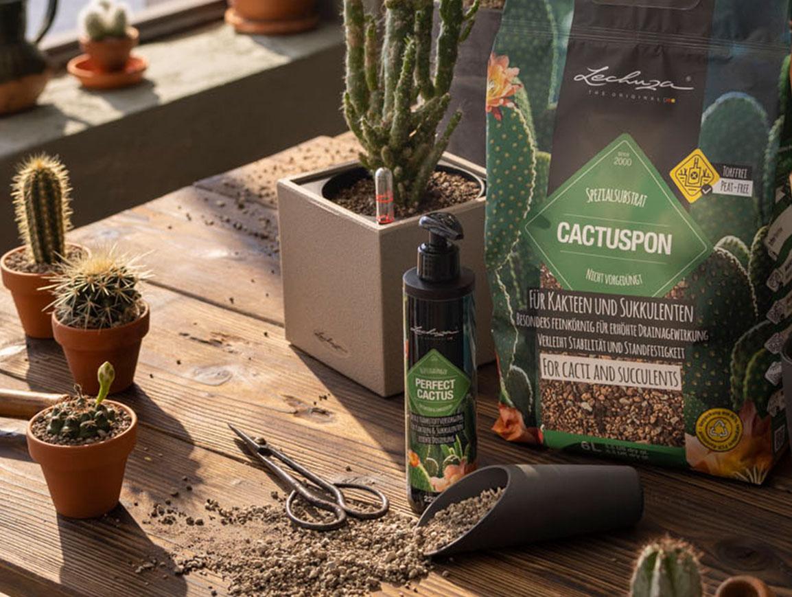 PERFECT CACTUS