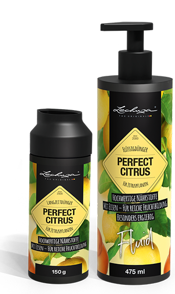 PERFECT CITRUS