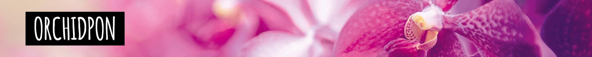 Подзаголовок ORCHIDPON