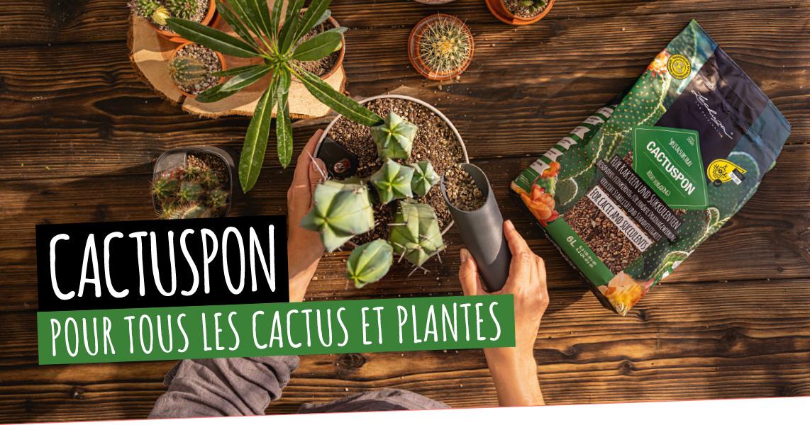 CACTUSPON: Pour tous les cactus et plantes grasses