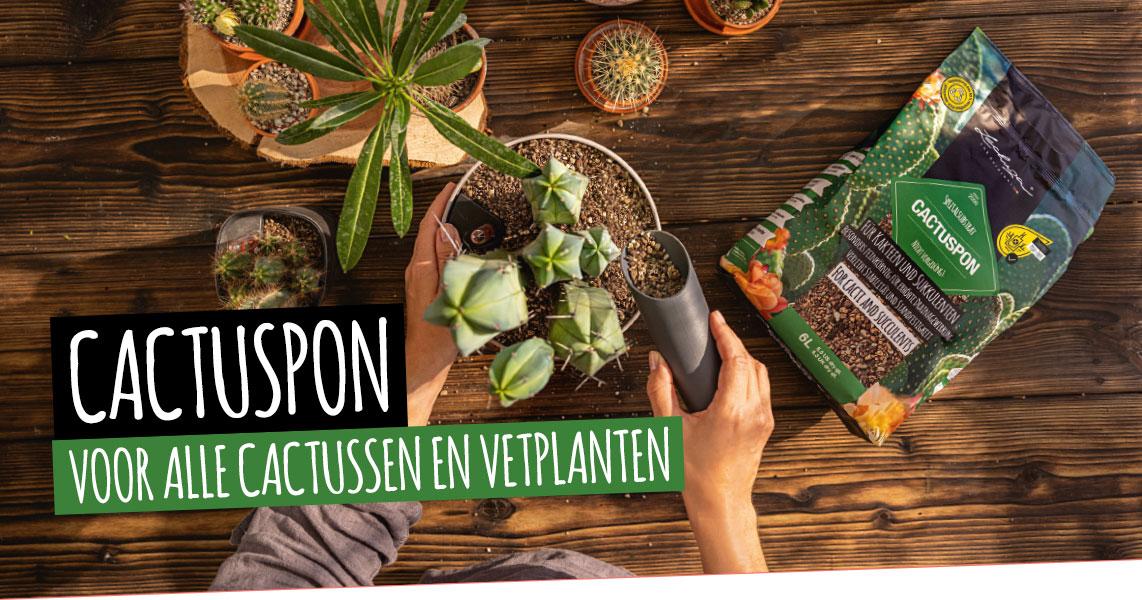 CACTUSPON: Voor alle cactussen en vetplanten