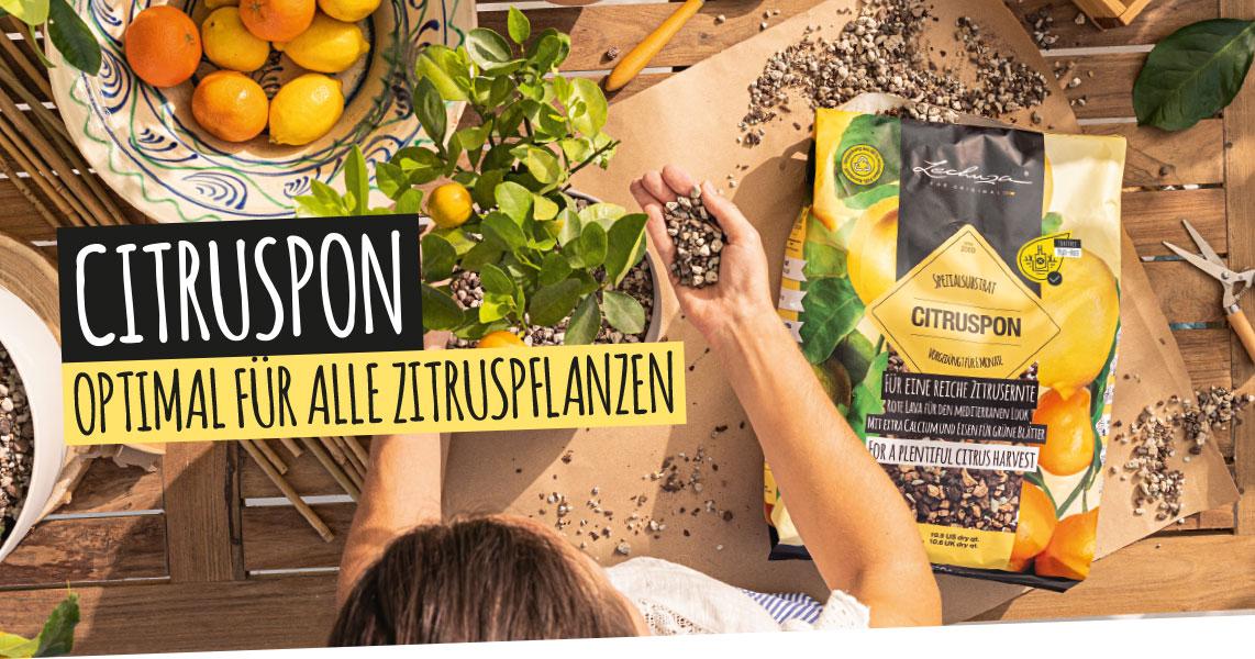 CITRUSPON: Optimal f&uuml;r alle Zitruspflanzen