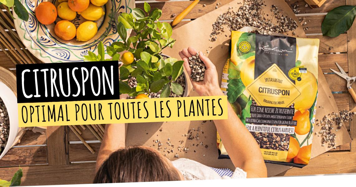 CITRUSPON: Optimal pour toutes les plantes d'agrumes