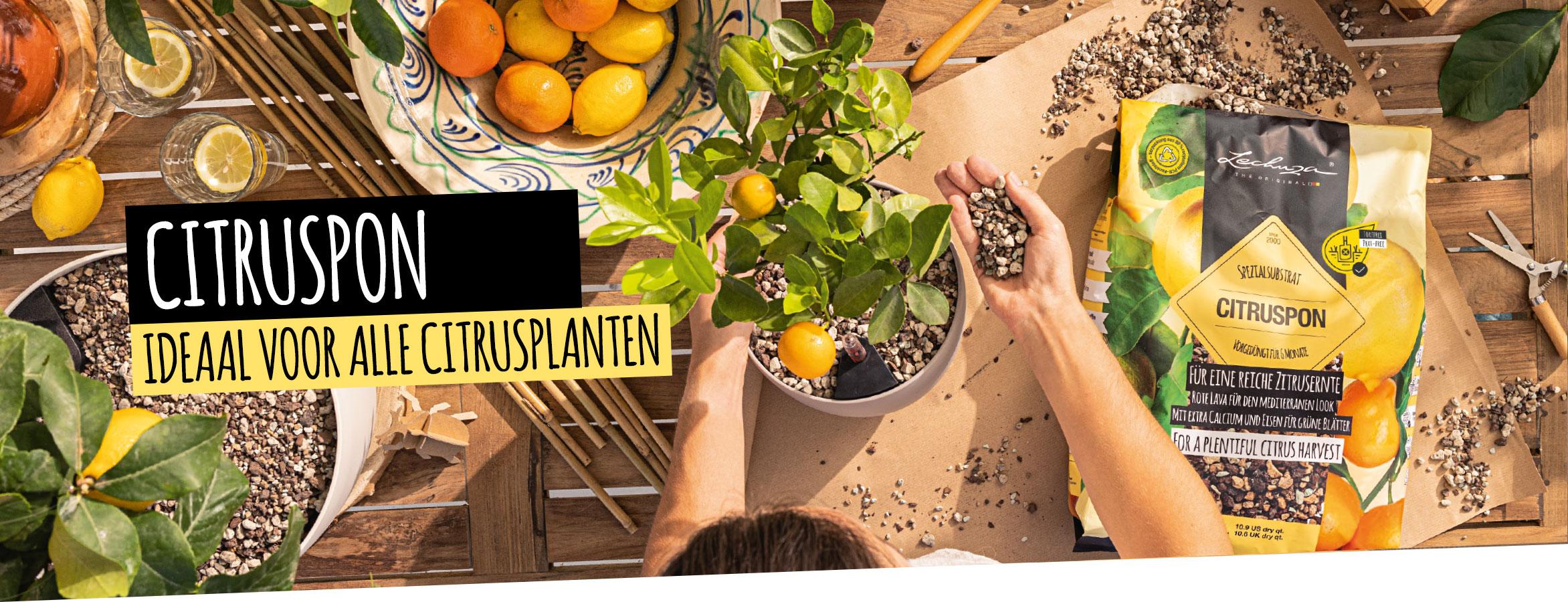 CITRUSPON: Ideaal voor alle citrusplanten