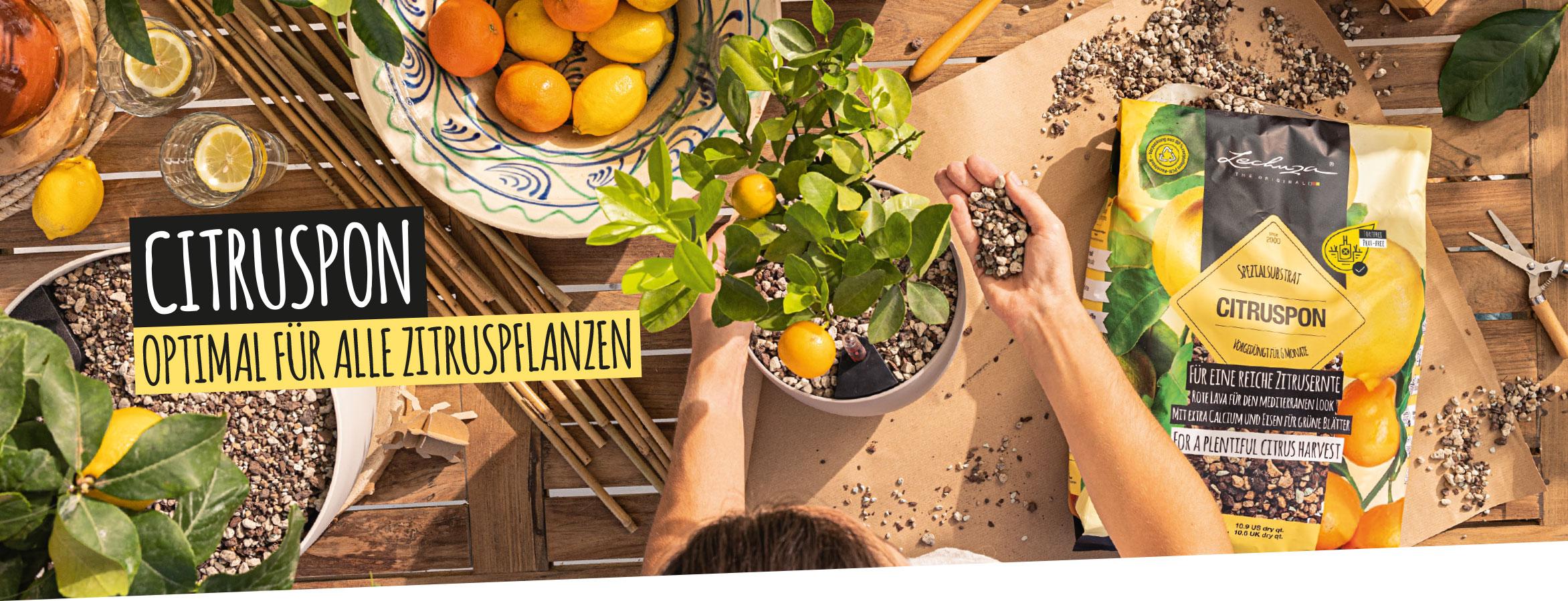 CITRUSPON: Optimal f&uuml;r alle Zitruspflanzen