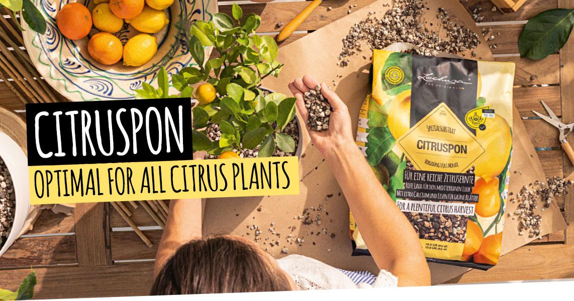 CITRUSPON: Optimal for all citrus plants