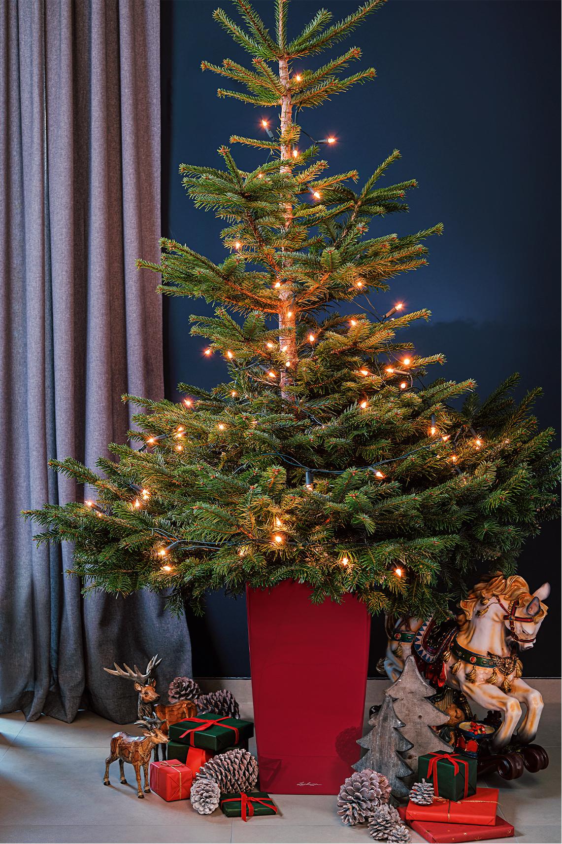 CUBICO Premium scarlet rot bepflanzt mit einem festlich geschmückten Weihnachtsbaum
