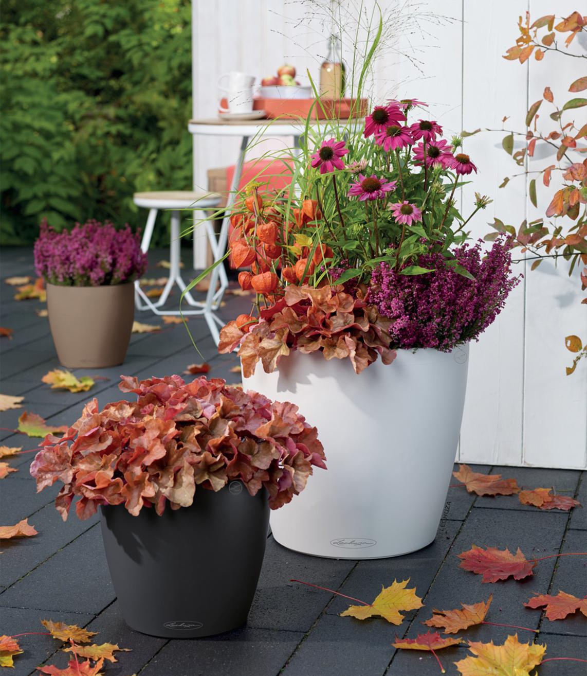 CLASSICO Color 35 und 43 mit Lampionblumen und Winterheide bepflanzt