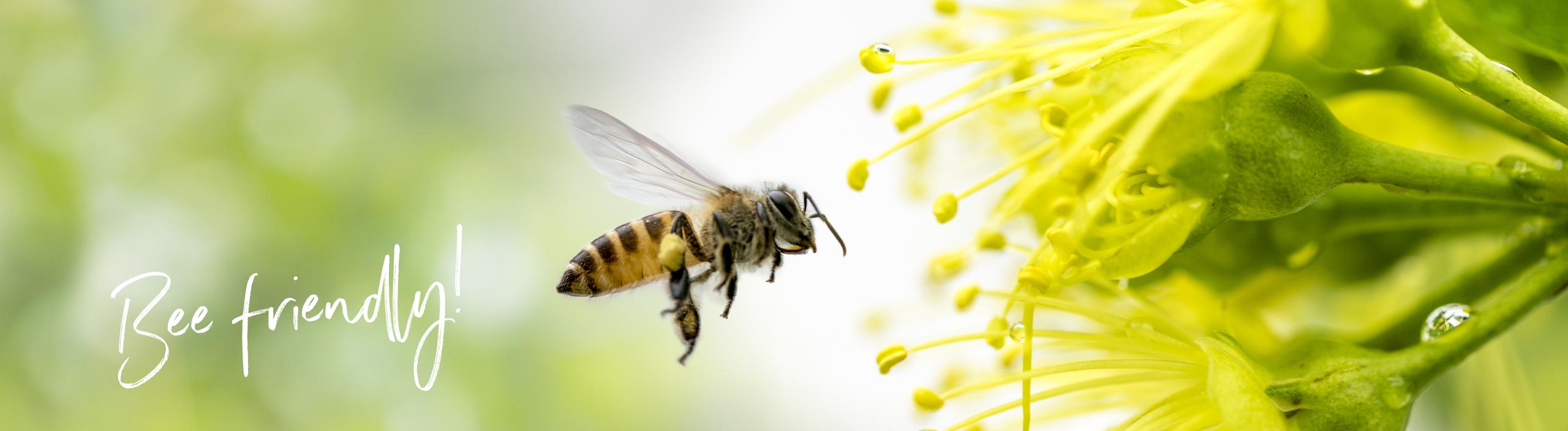Bee flies towards a blossom