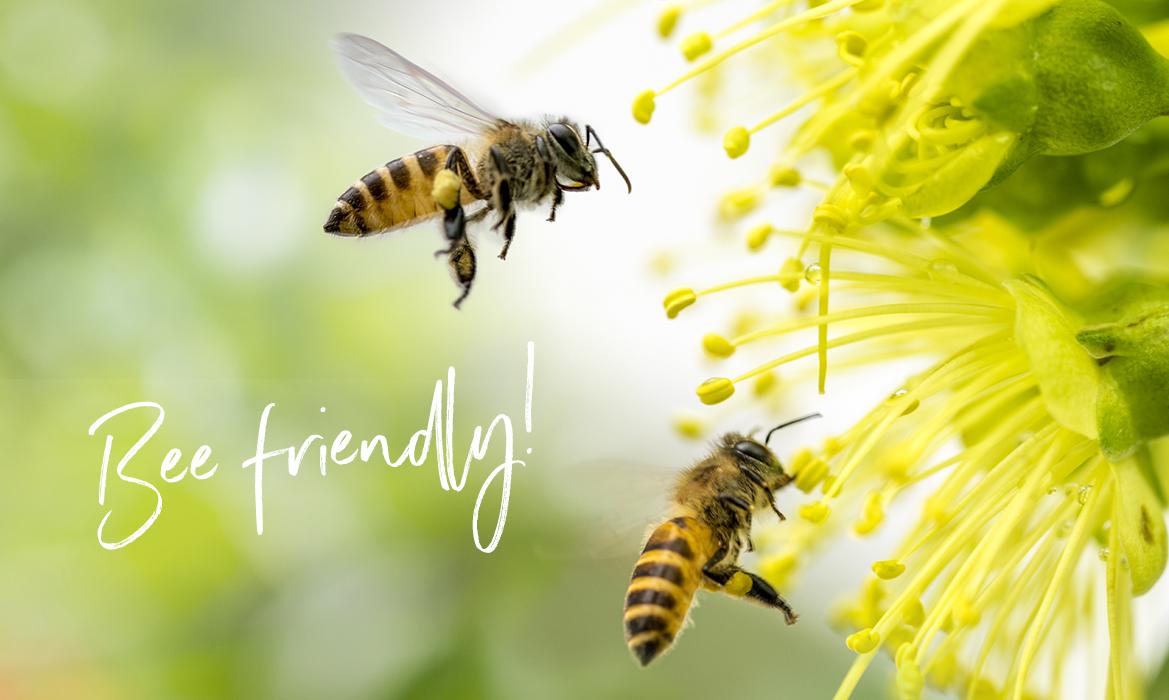 Une abeille s'envole vers une fleur