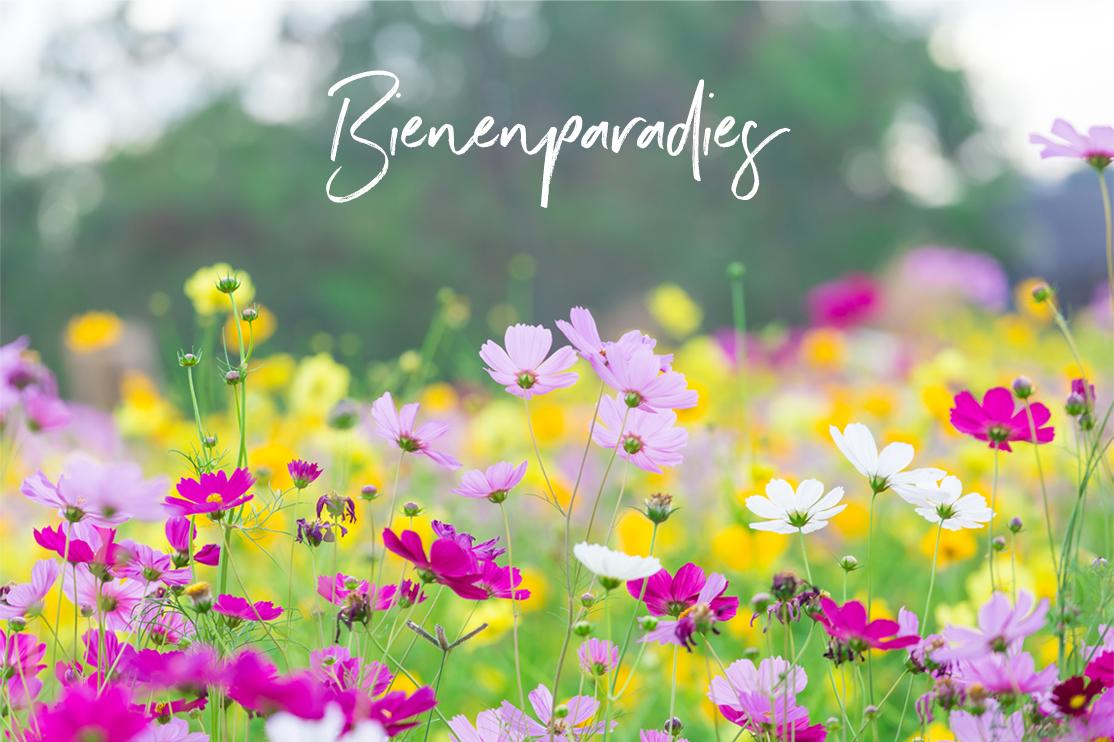 Bee paradise in the flower meadow