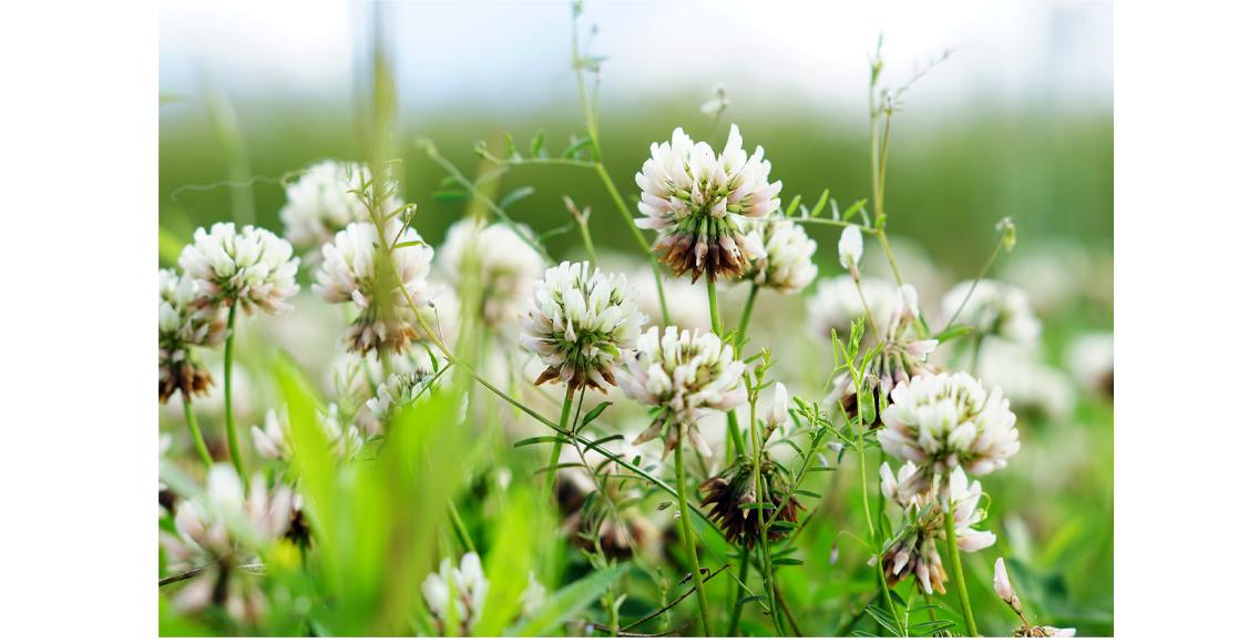 Cloverflower meadow