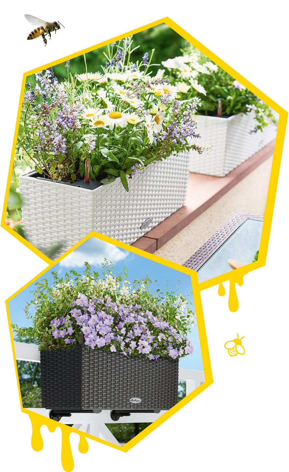 Deux alv&eacute;oles avec des BALCONERA plant&eacute;s et deux abeilles