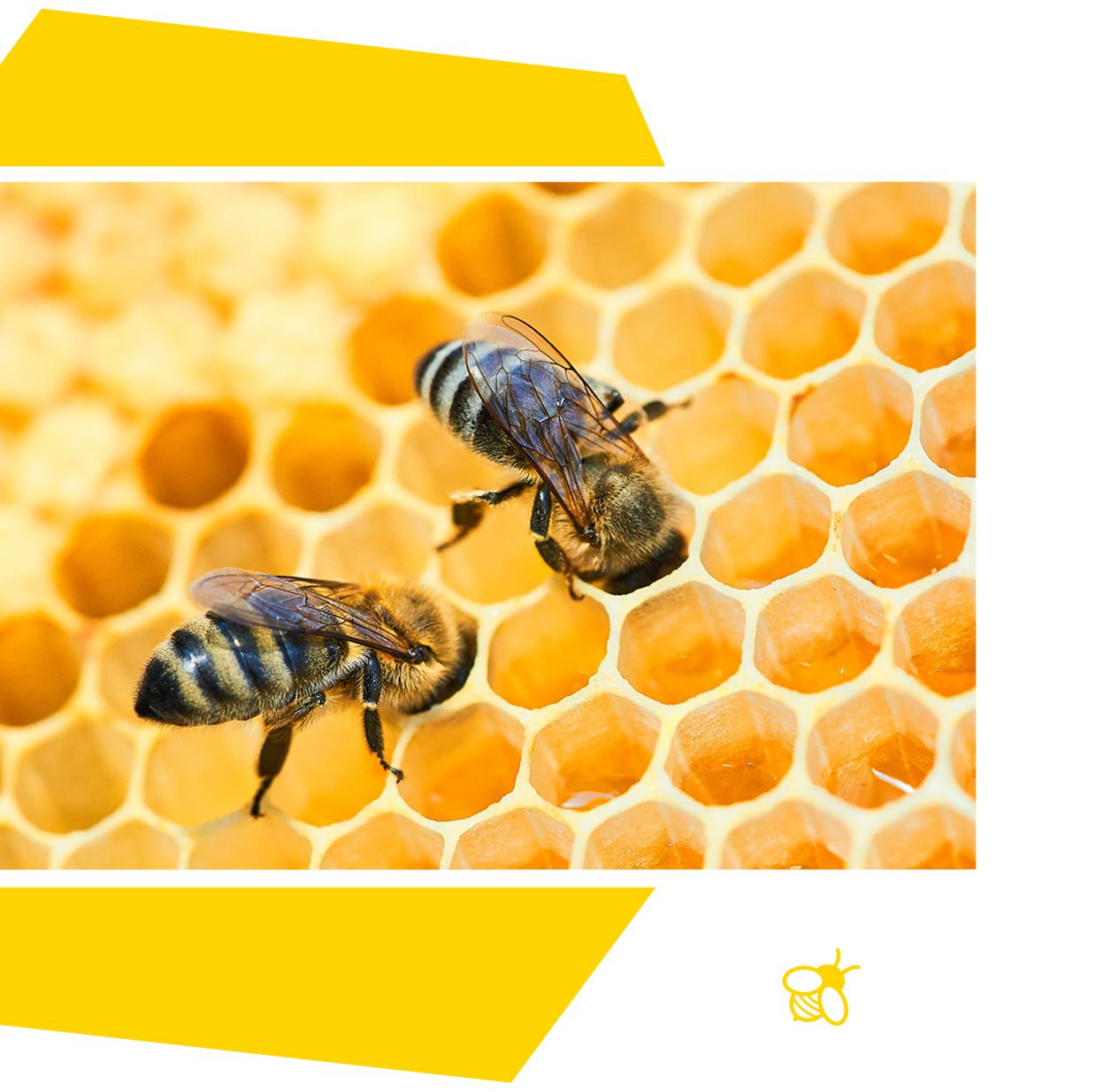 Two little bees put their heads in a honeycomb