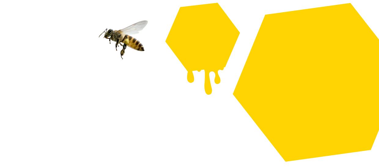 Δύο κηρήθρες και μία μέλισσα