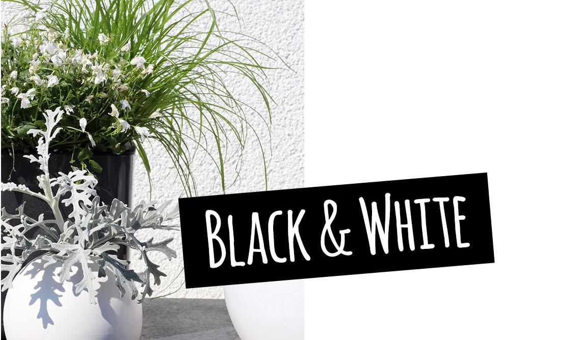 Jarrón blanco delante de una maceta negra de alto brillo: blanco y negro