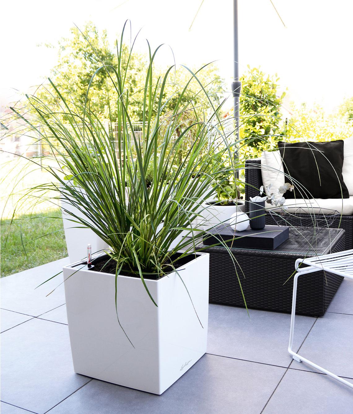 Il Cube Premium Bianco con erbe alte e verdi su una terrazza scura