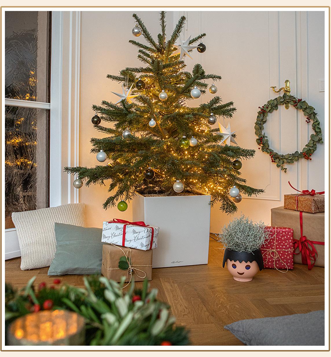 'Weihnachtsbaum bepflanzt in einem CUBE 40 in weiß