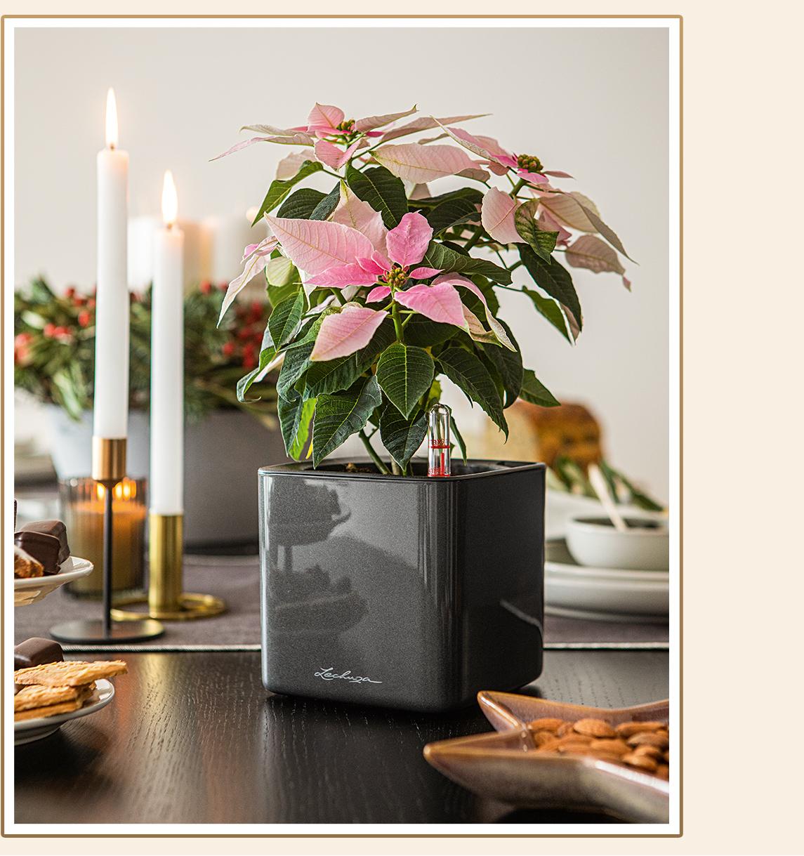 CUBE Glossy 14 antraciet hoogglans beplant met een roze kerstster