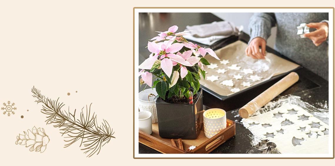 A woman bakes biscuits. Next to it is a CUBE Glossy with poinsettia.