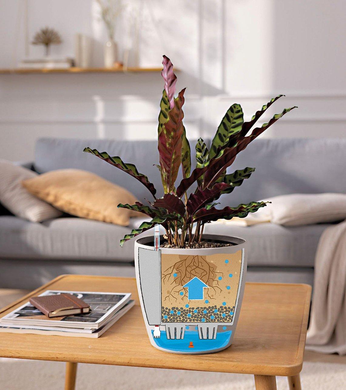 CLASSICO Color 35 mit Cosmea