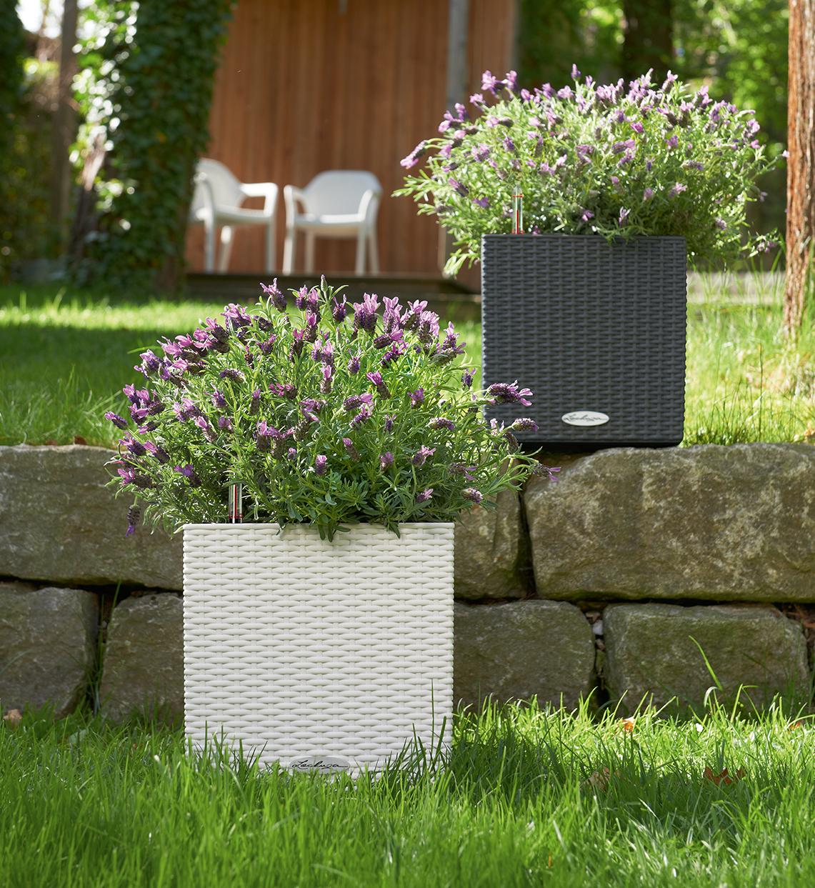 CUBE Cottage 30 mit Lavendel