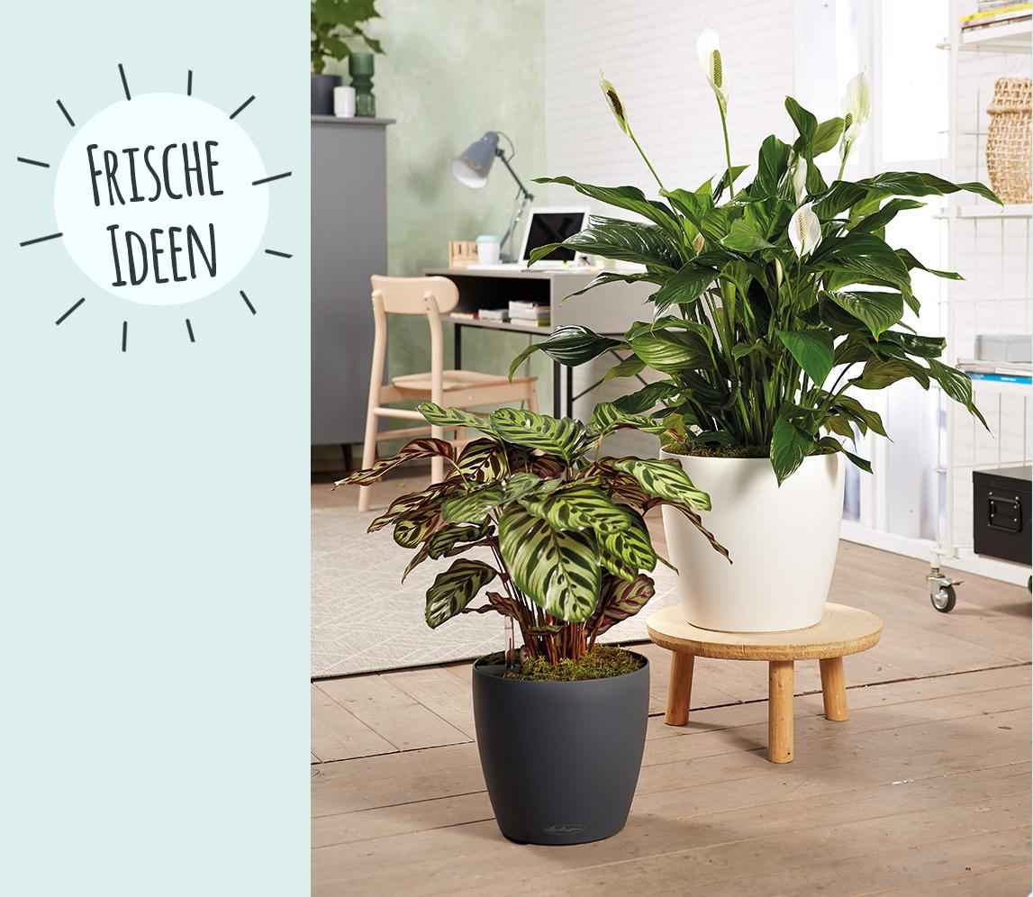 LECHUZA CLASSICO LS 35 bepflanzt mit Spathiphyllum und Calathea