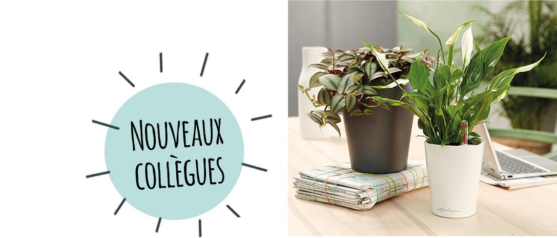 DELTINI et MINI-DELTINI sur une table d'&eacute;criture