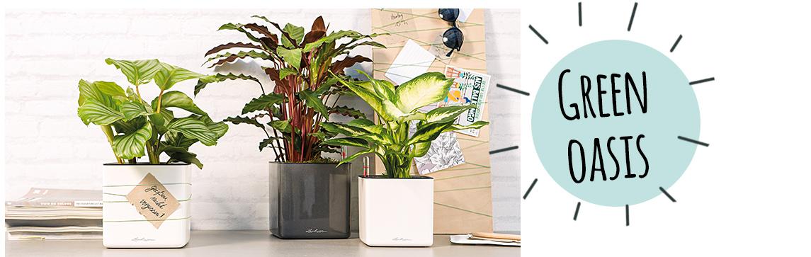 CUBE Glossy 14 are arranged on a sideboard with plants