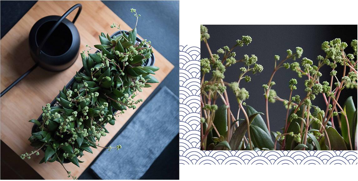 Kitchen scene in Japandi style with extravagant plant