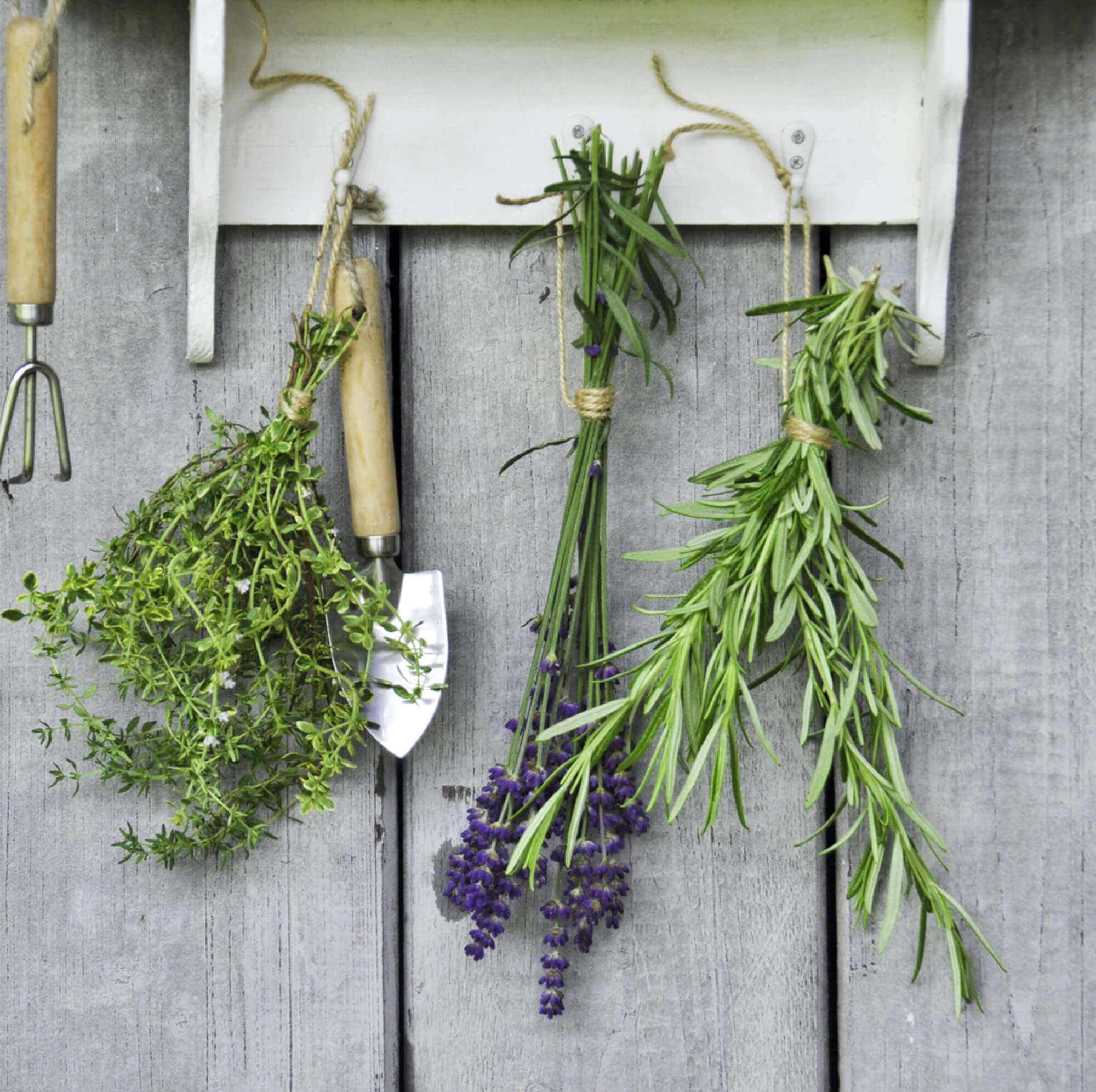 Drying herbs