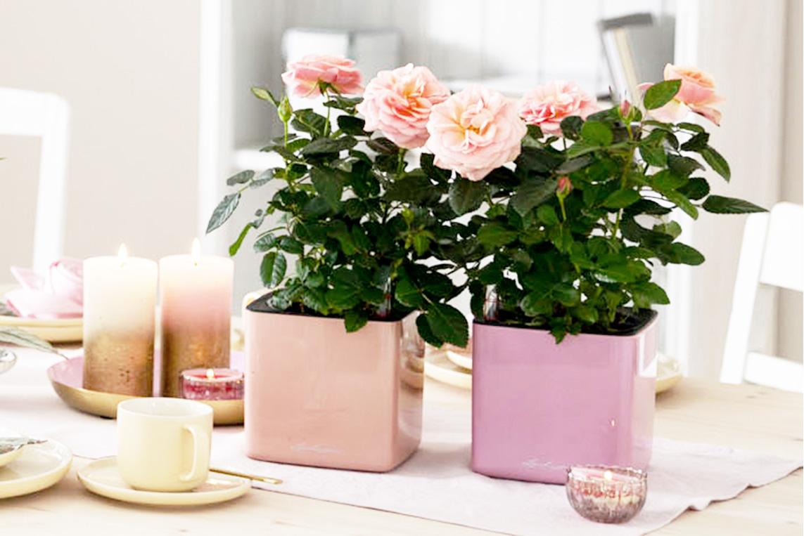 Lechuza CUBE Glossy 16