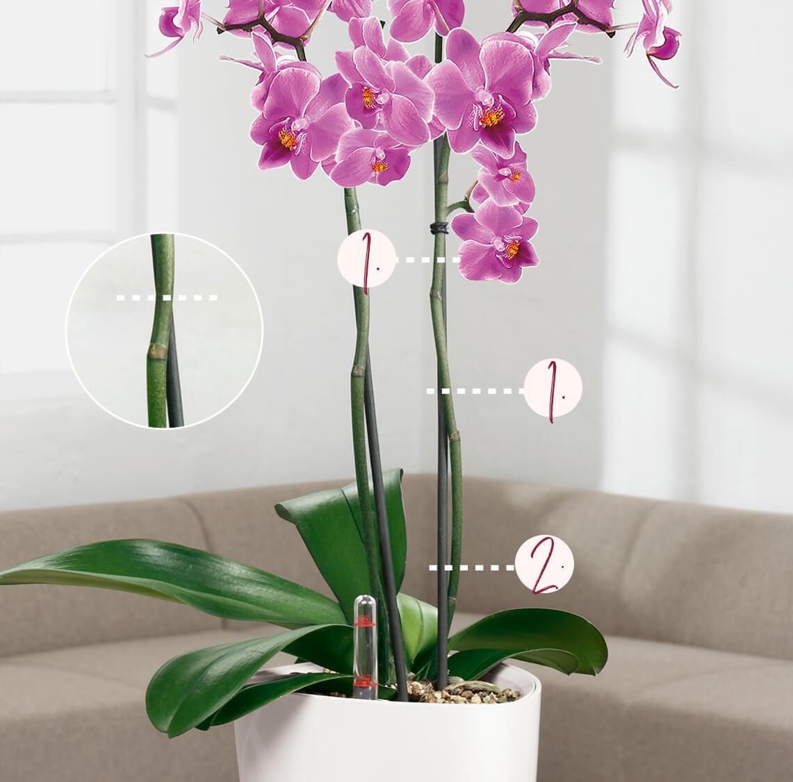 Duo Orchidée Phalaenopsis blanche et Crassula Ovata et leurs
