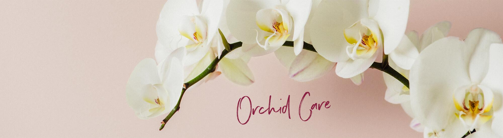 La cura delle orchidee