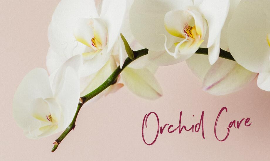 Les meilleurs soins pour votre orchidée - DCM