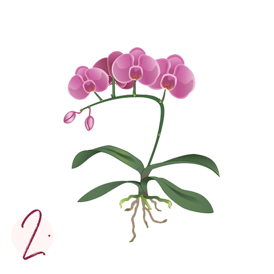 Пересадка орхидей Пошаговое руководство Шаг 2