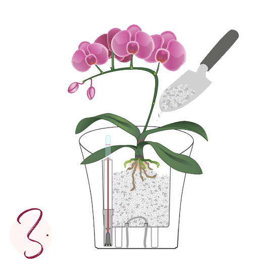 Trasplante de orquídeas Instrucciones de plantado paso 3