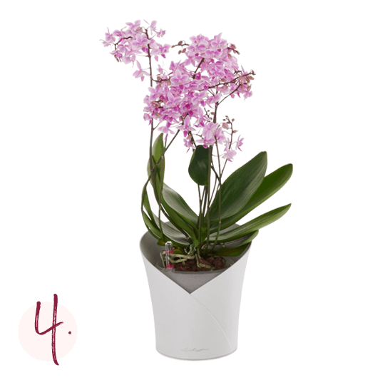 Repotting orchids Step-by-step guide Step 4