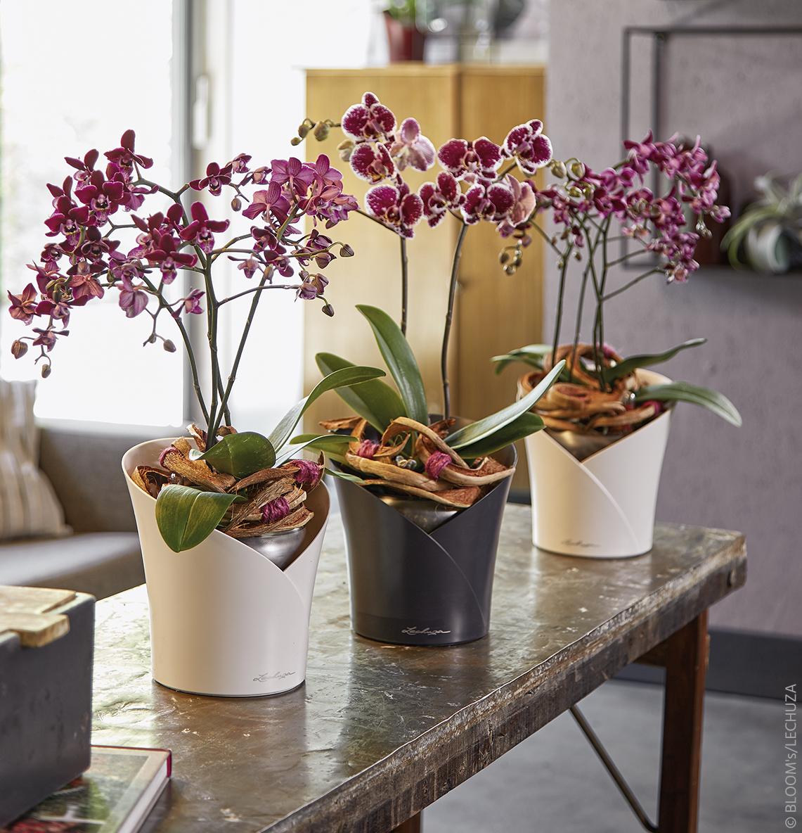 LECHUZA presenta il vaso ORCHIDEA appositamente progettato per queste eleganti creazioni tropicali