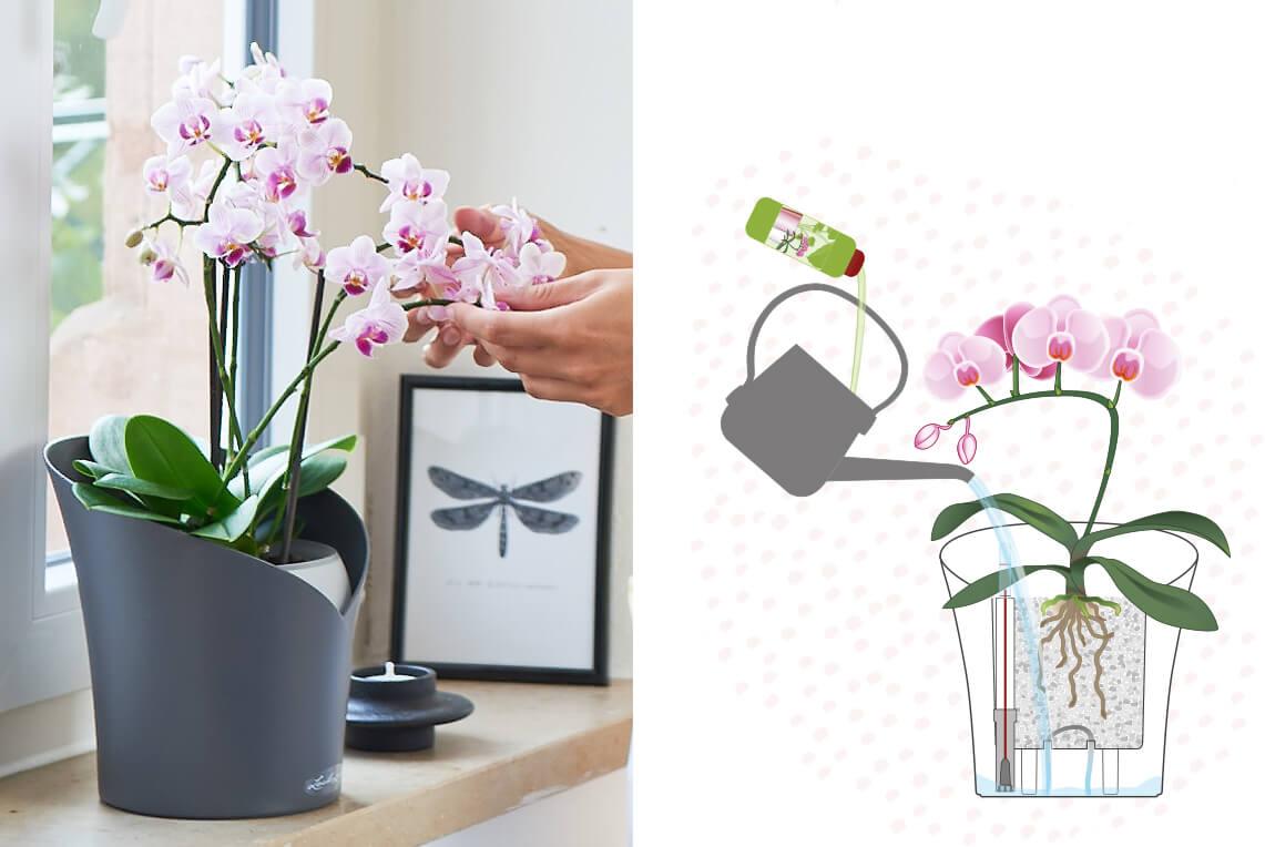 Pianta Cura Conservazione Supply Resina Rete Vaso Trasparente Fiore Orchidea 